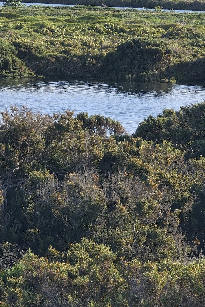 Orange-bellied Parrot - ML643251524