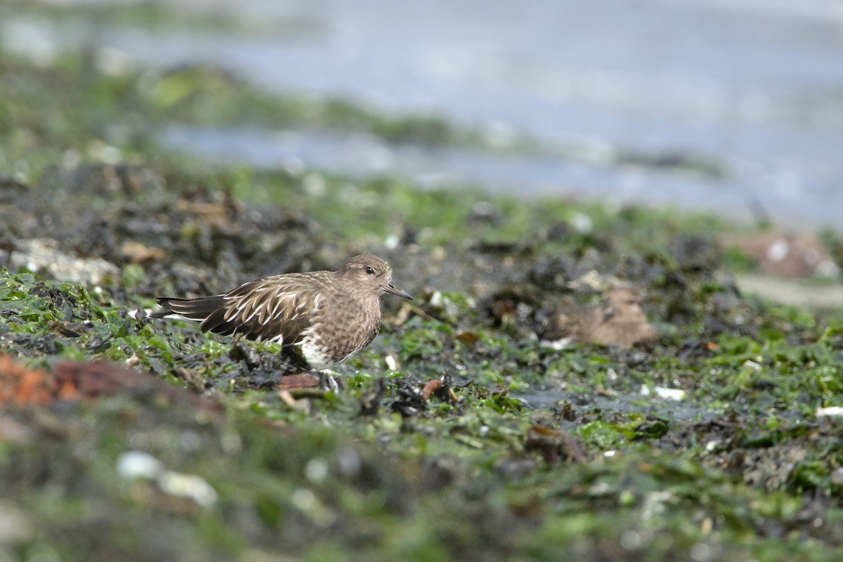 Black Turnstone - ML643251533