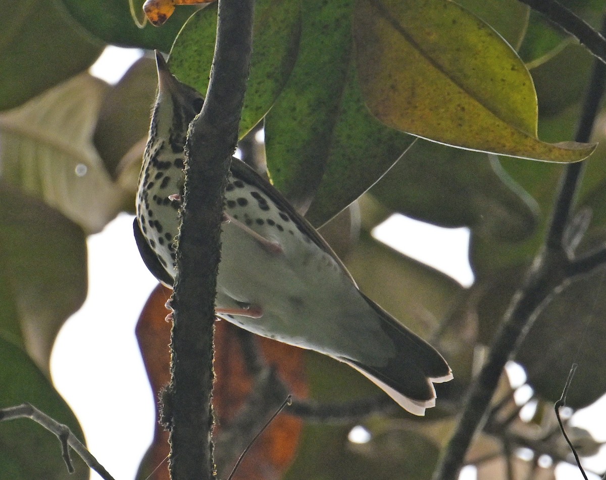Wood Thrush - ML643251547