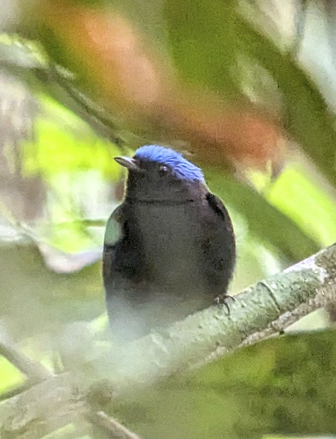 Blue-capped Manakin - ML643251643