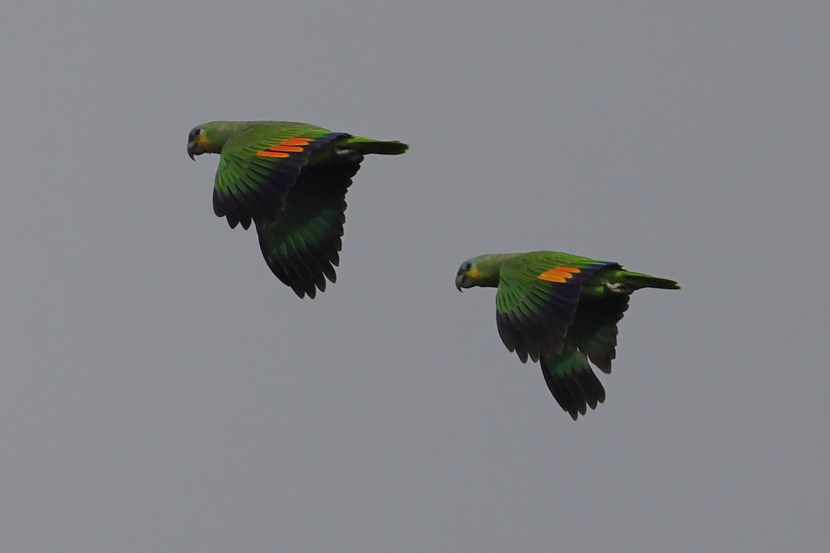 Orange-winged Amazon - ML643251659