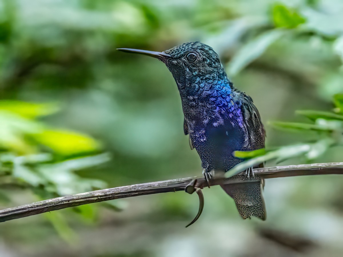 Violet-bellied Hummingbird - ML643251662