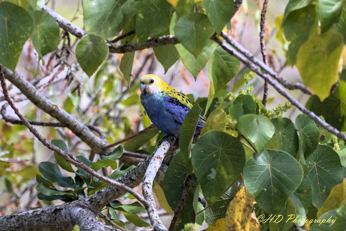 Pale-headed Rosella - ML643251663