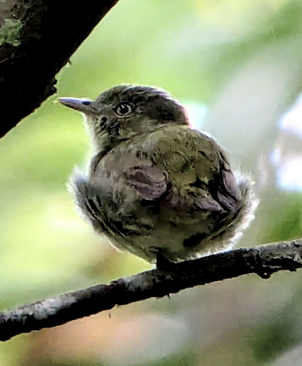 Dwarf Tyrant-Manakin - ML643251665