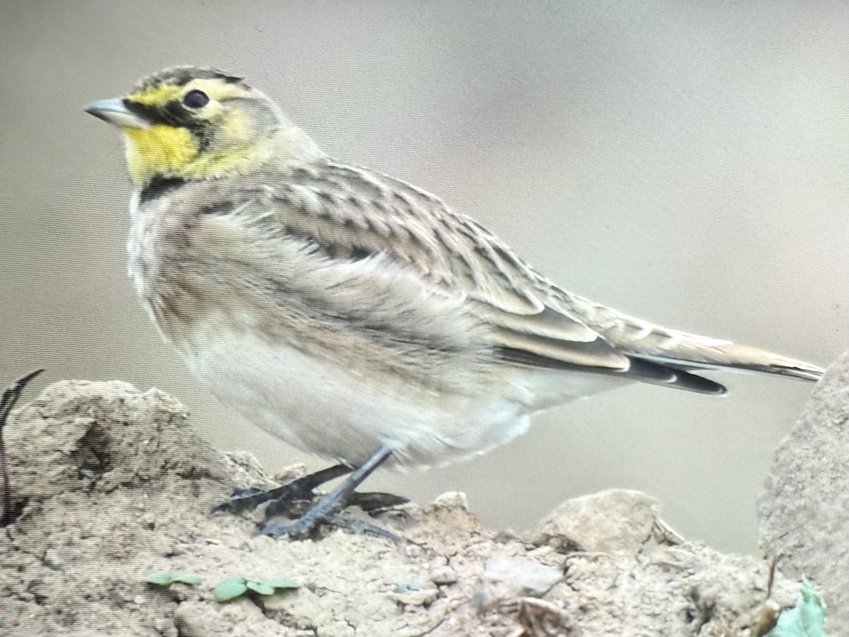 Horned Lark - ML643251670