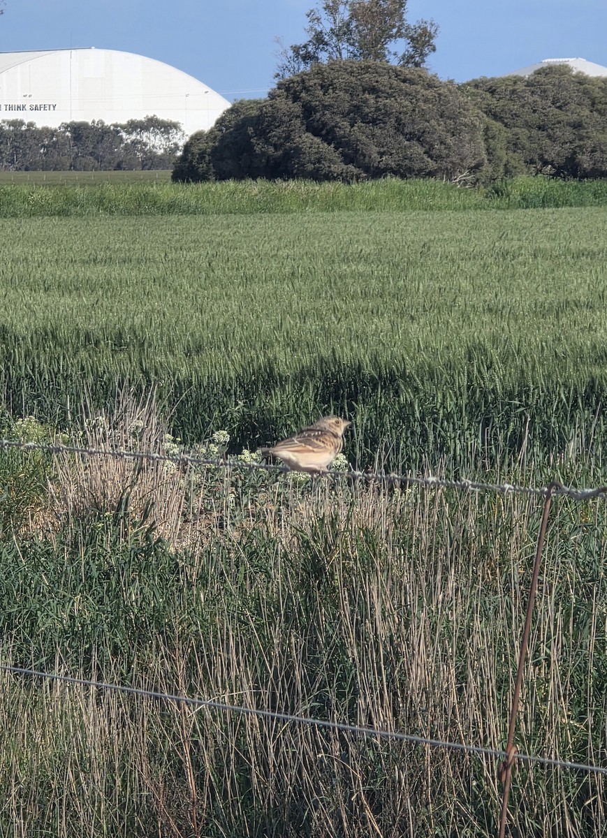 Singing Bushlark - ML643251672