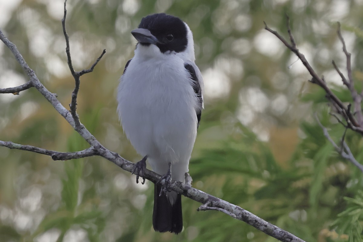 Black-crowned Tityra - ML643251674