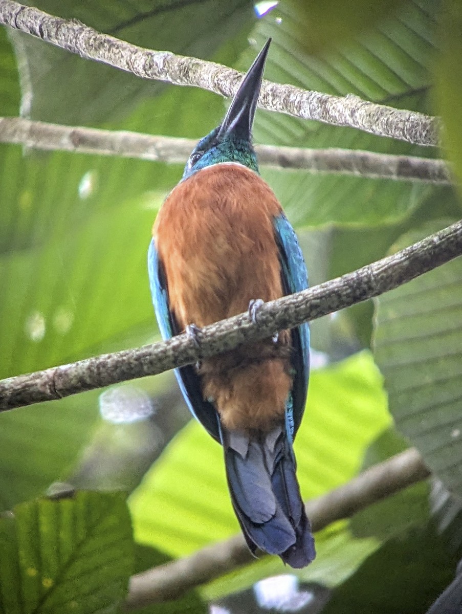 Great Jacamar - ML643251688