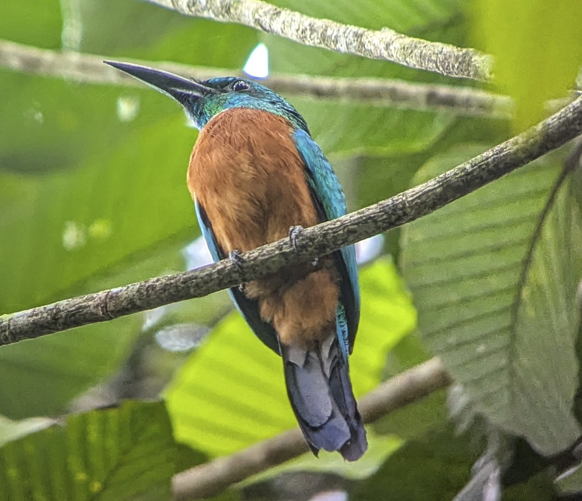 Great Jacamar - ML643251689