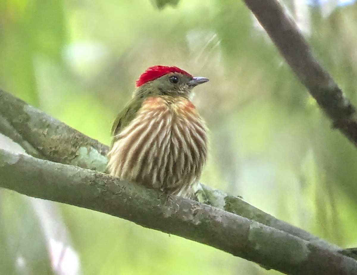 Striolated Manakin - ML643251705
