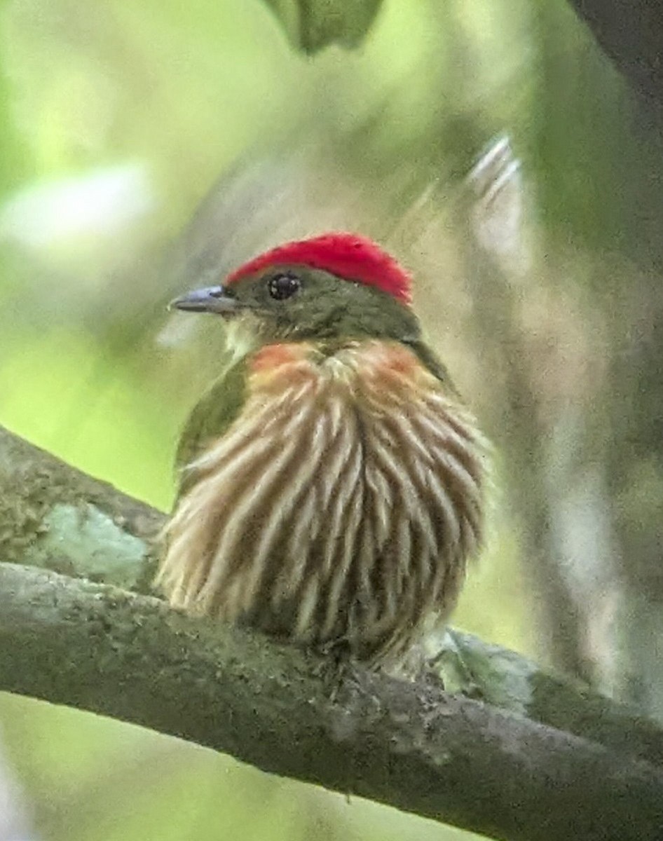 Striolated Manakin - ML643251706