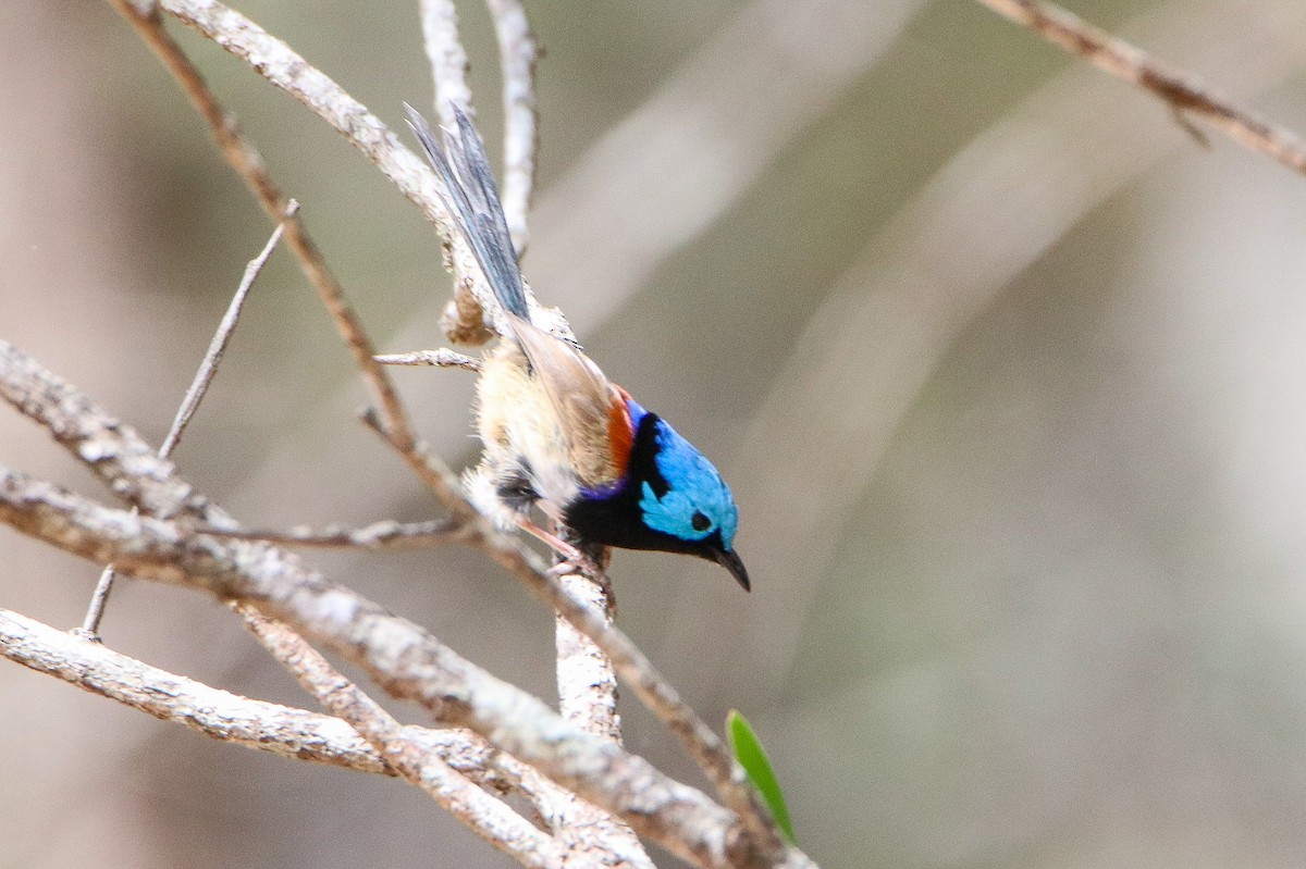 Variegated Fairywren - ML643251710