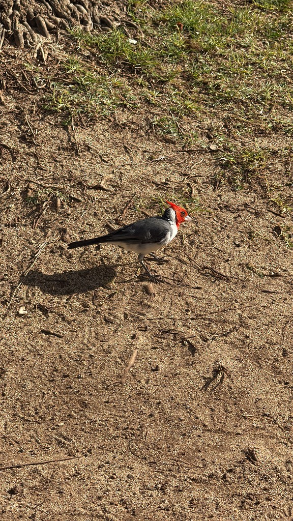 Red-crested Cardinal - ML643251711