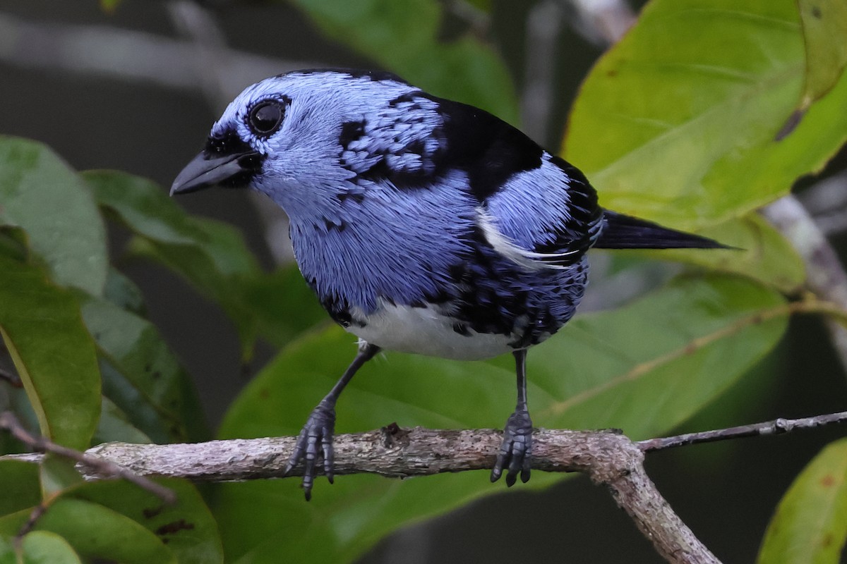 White-bellied Tanager - ML643251713