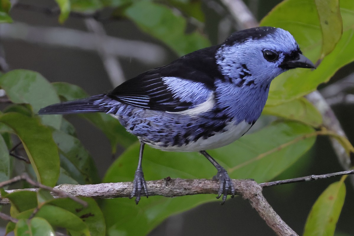 White-bellied Tanager - ML643251715