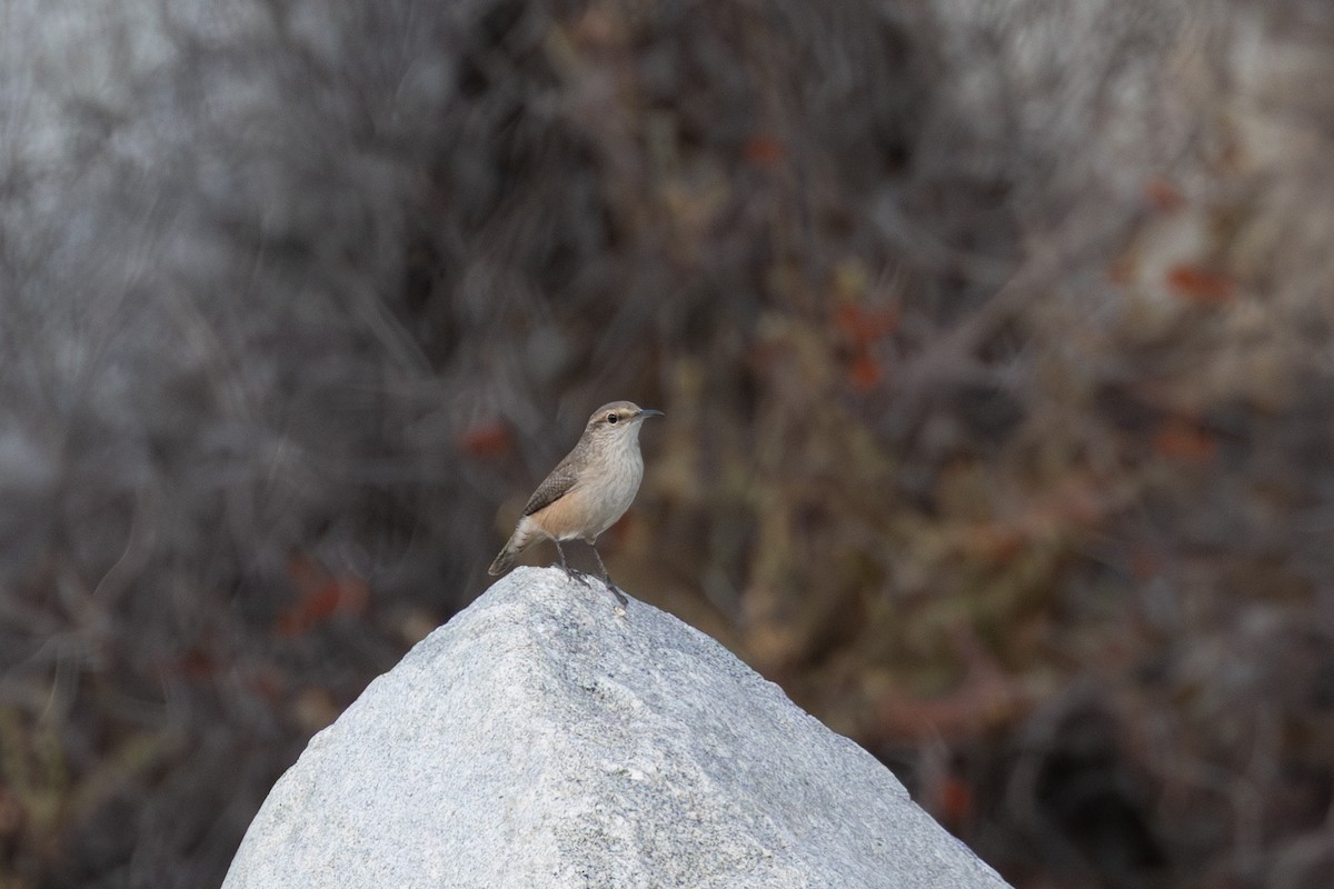 Rock Wren - ML643251775
