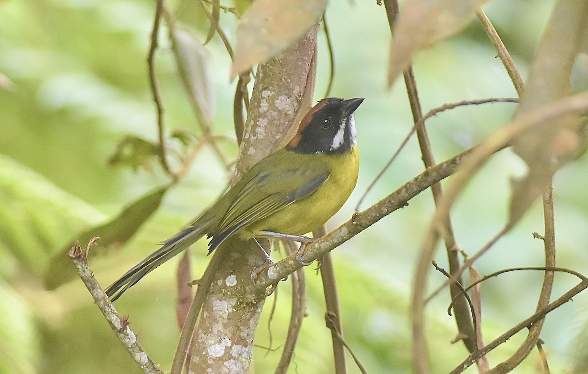 Moustached Brushfinch (Moustached) - ML643251788
