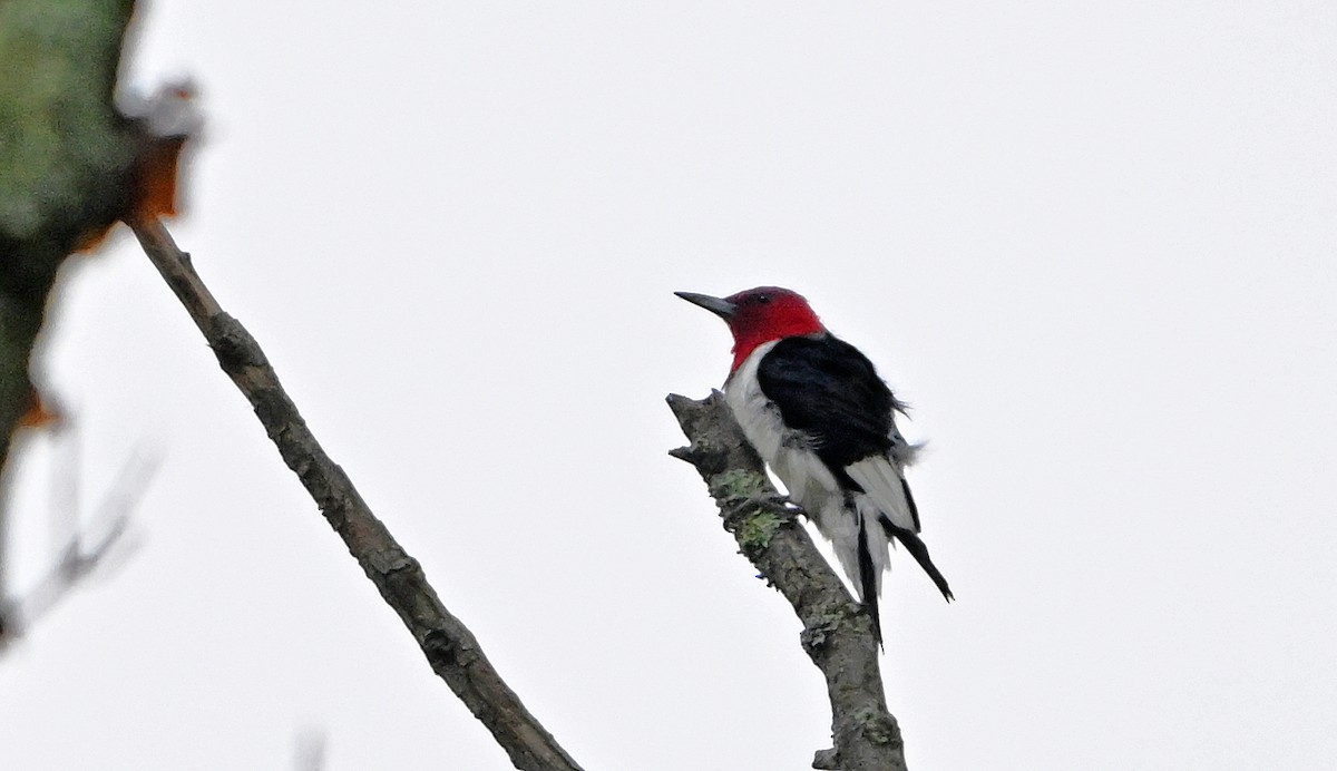 Pic à tête rouge - ML643251795