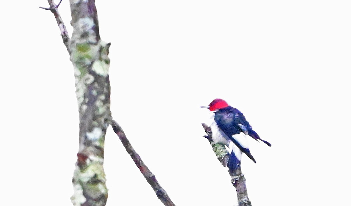 Pic à tête rouge - ML643251796