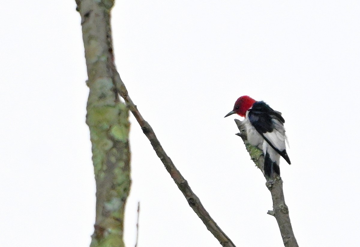 Pic à tête rouge - ML643251797