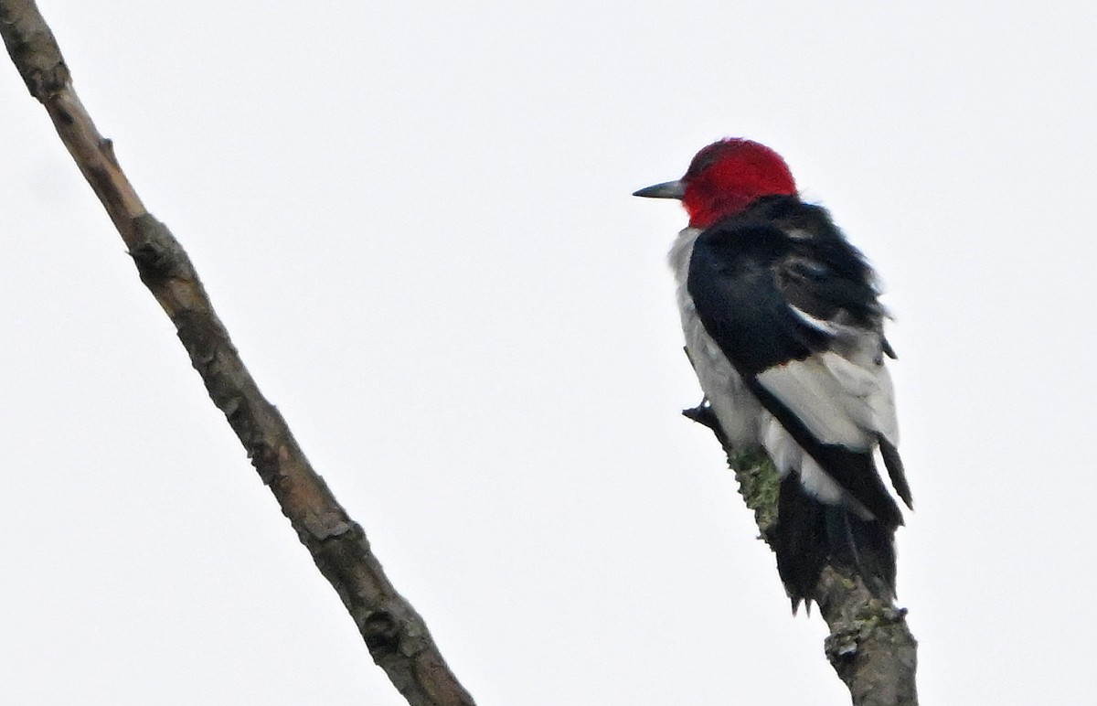 Pic à tête rouge - ML643251798