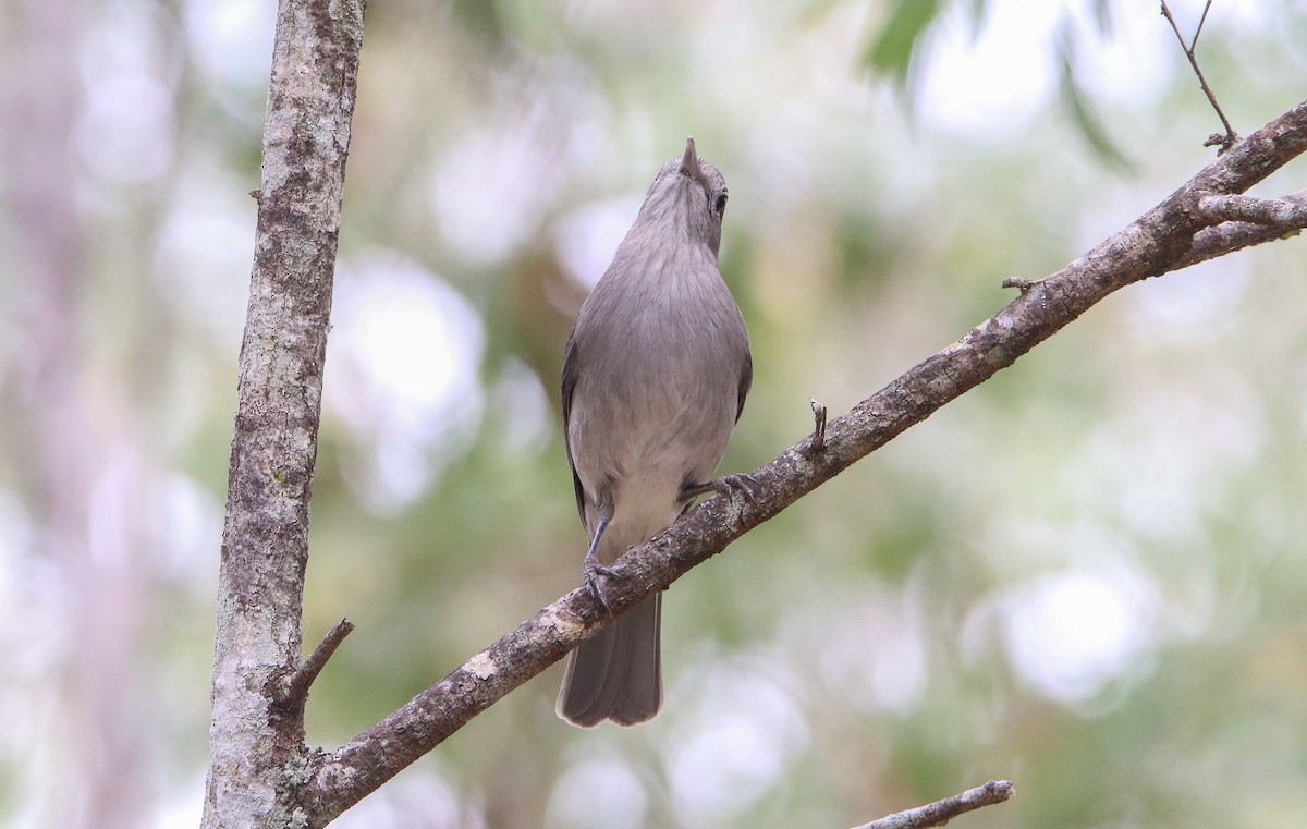 Gray Shrikethrush - ML643251811