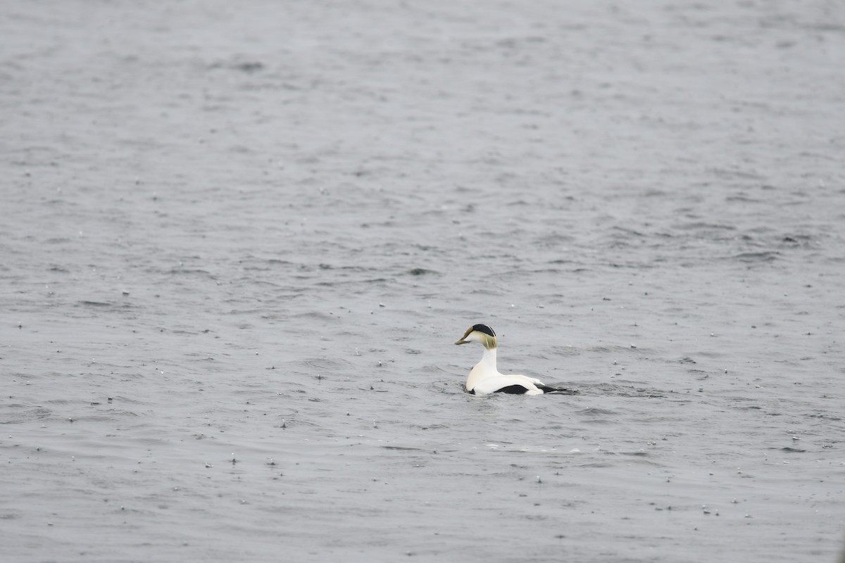 Common Eider - ML643251820