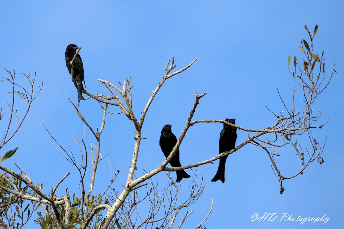 Drongo pailleté - ML643251824