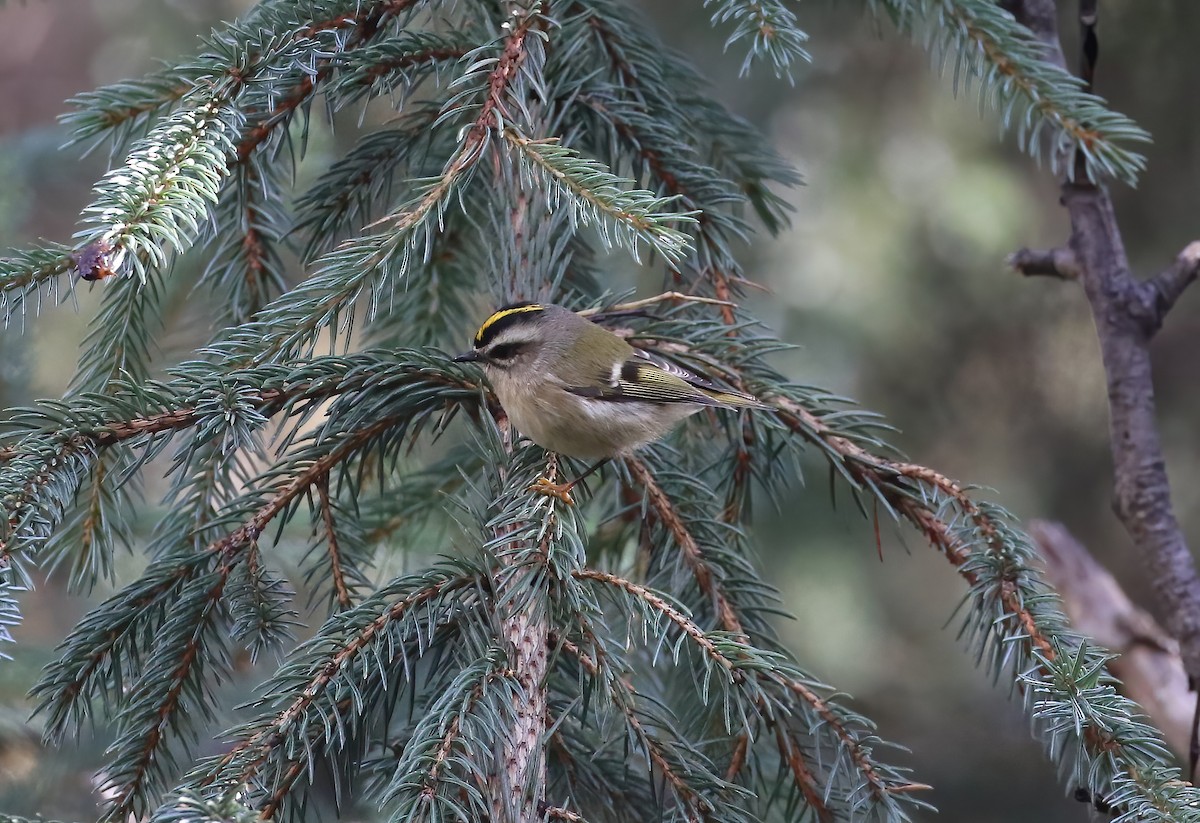 Golden-crowned Kinglet - ML643251851