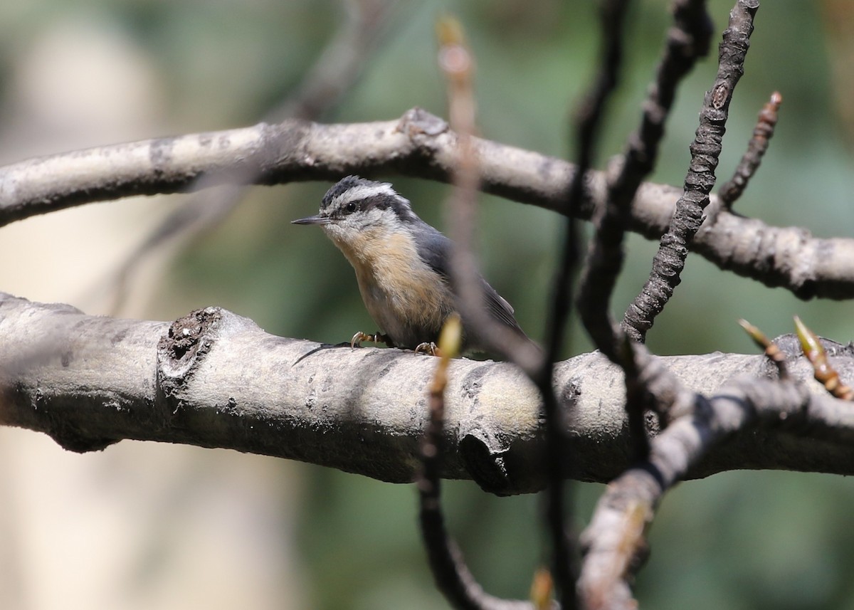 Red-breasted Nuthatch - ML643251872