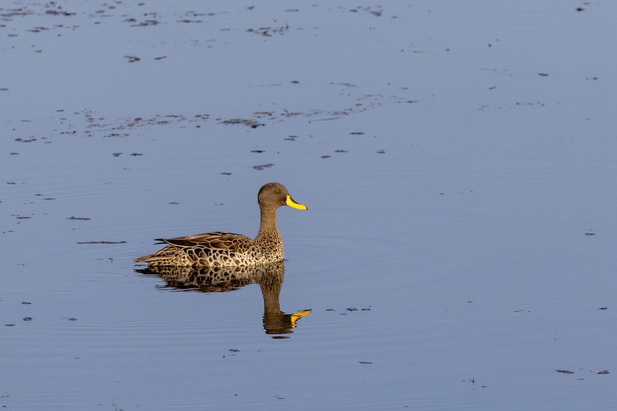 Yellow-billed Duck - ML643251877
