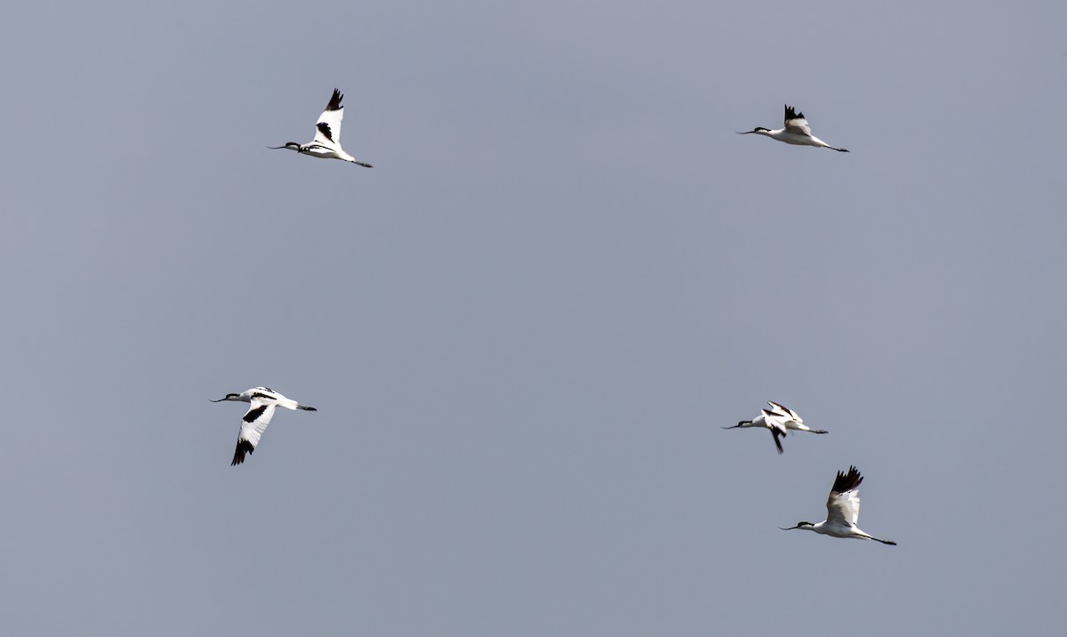 Avocetta - ML643251885