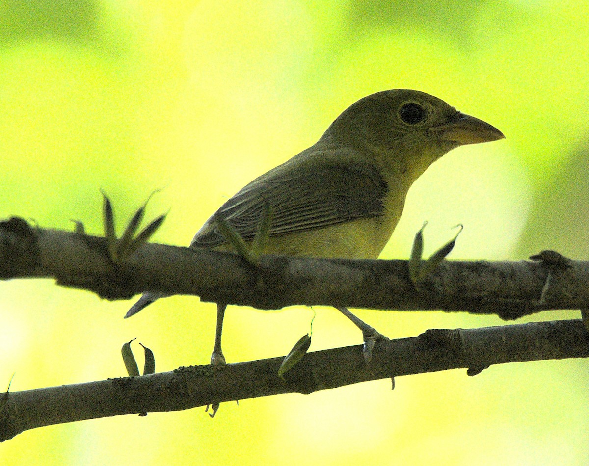 Piranga écarlate - ML643251909