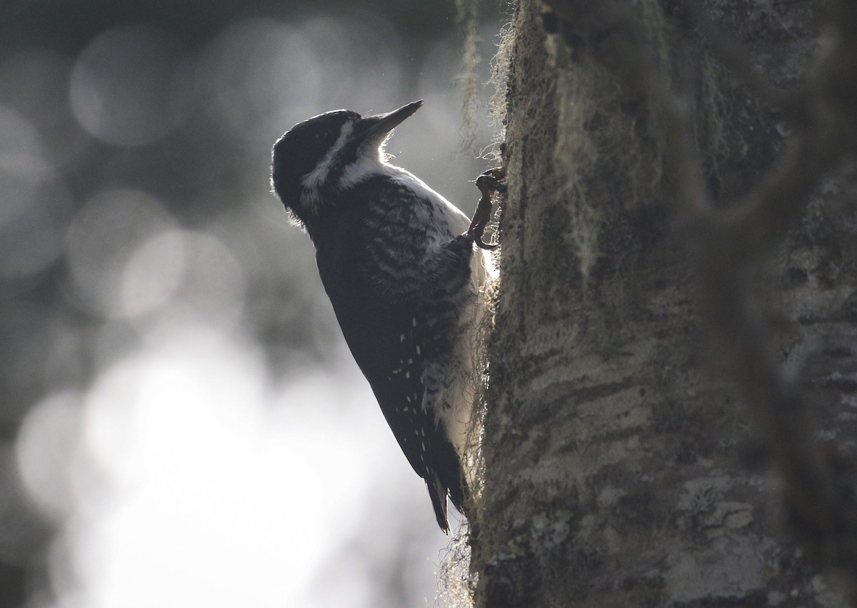 Black-backed Woodpecker - ML643251914