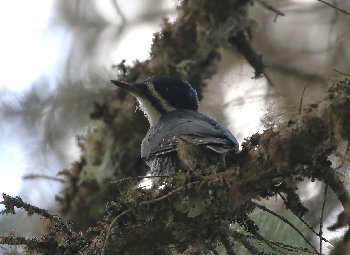 Black-backed Woodpecker - ML643251915