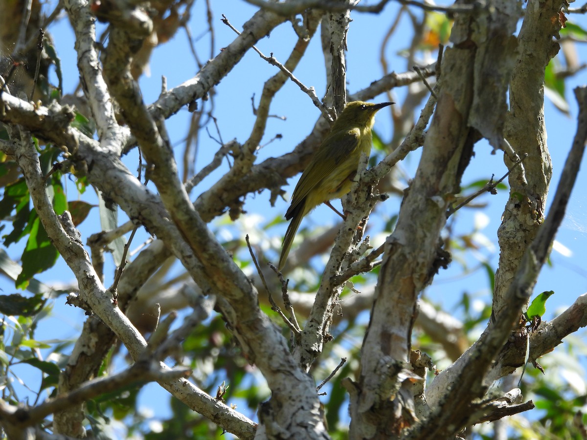 Yellow Honeyeater - ML643251934