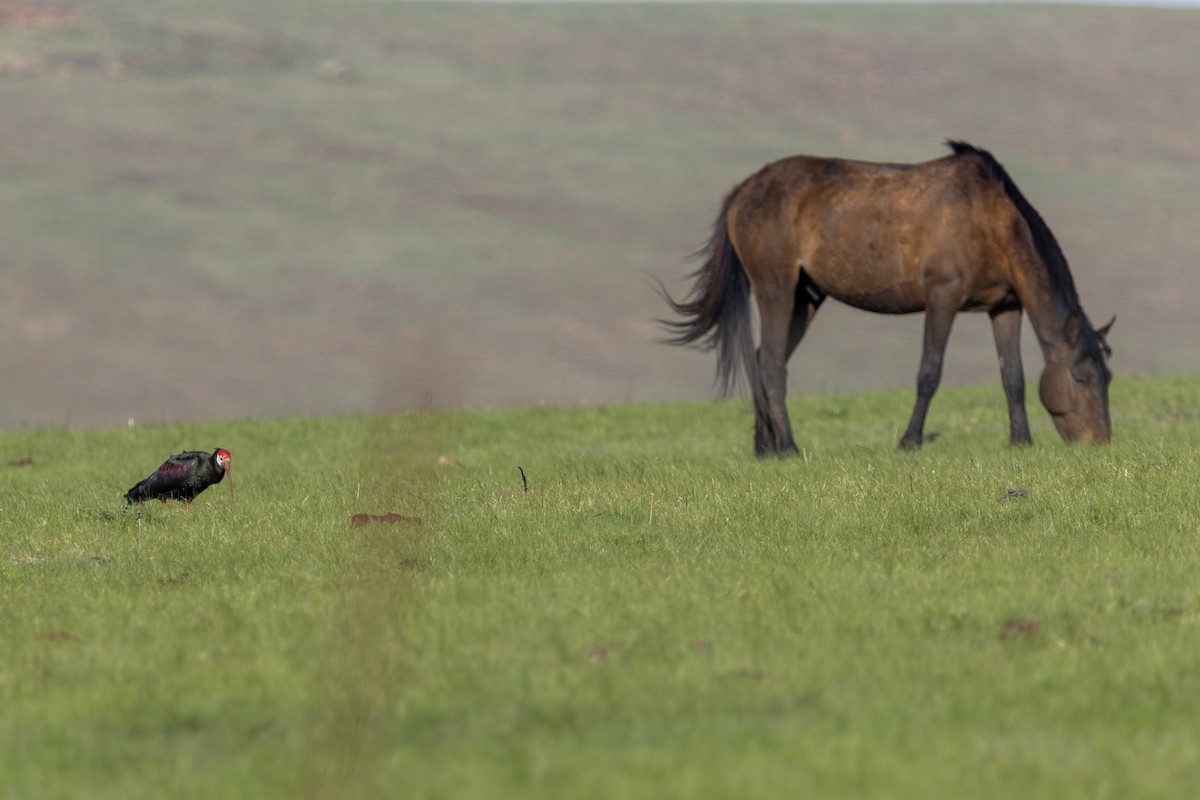 Southern Bald Ibis - ML643251939