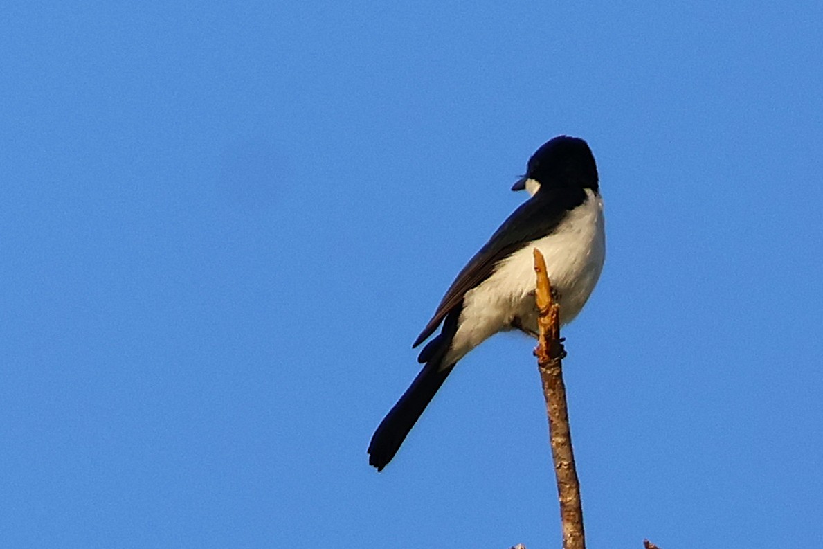 Paperbark Flycatcher - ML643251949