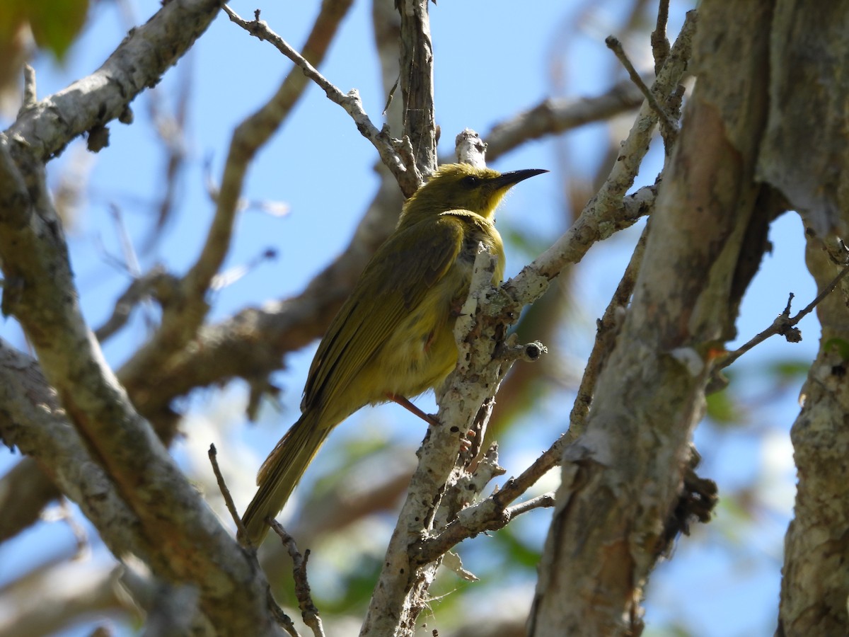 Yellow Honeyeater - ML643251950