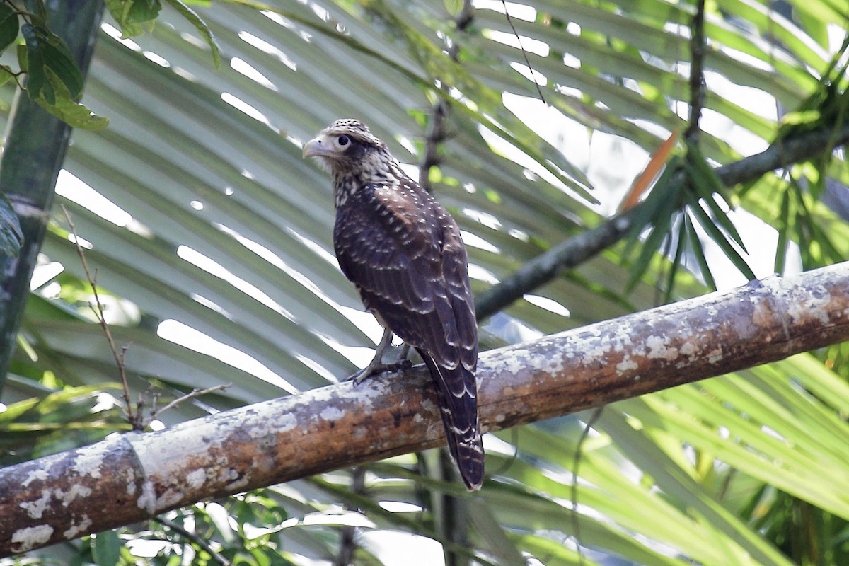 Yellow-headed Caracara - ML643251954