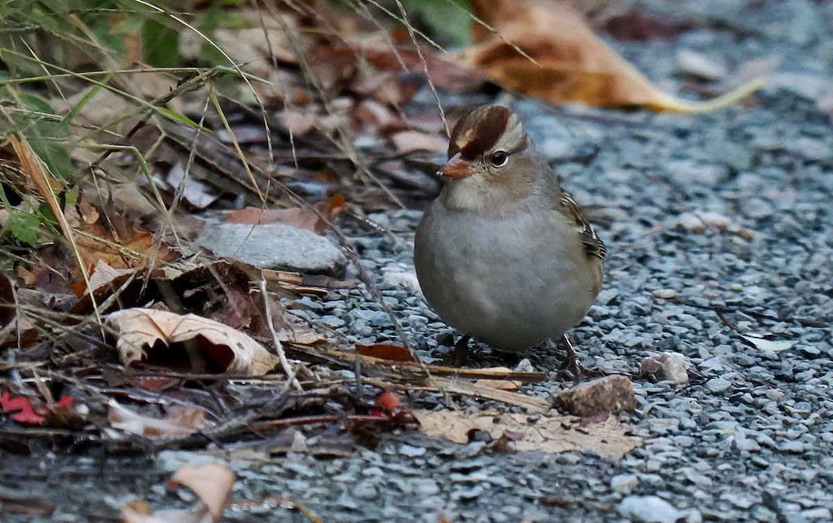 Bruant à couronne blanche - ML643251956