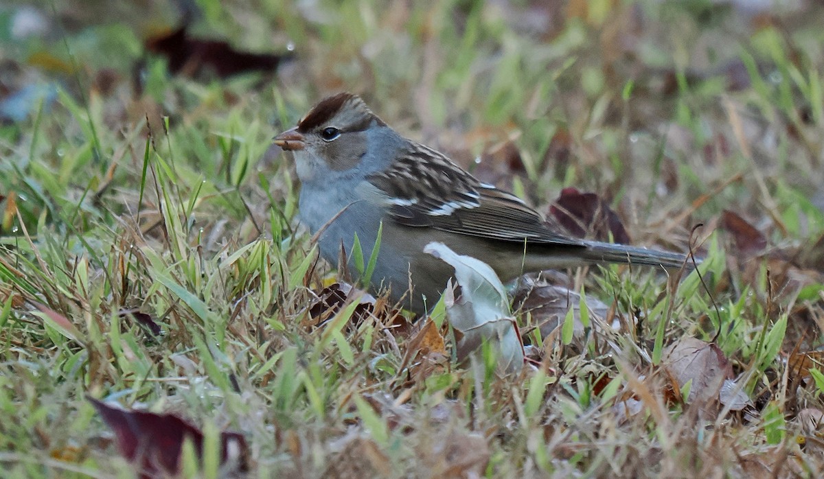 Bruant à couronne blanche - ML643251957