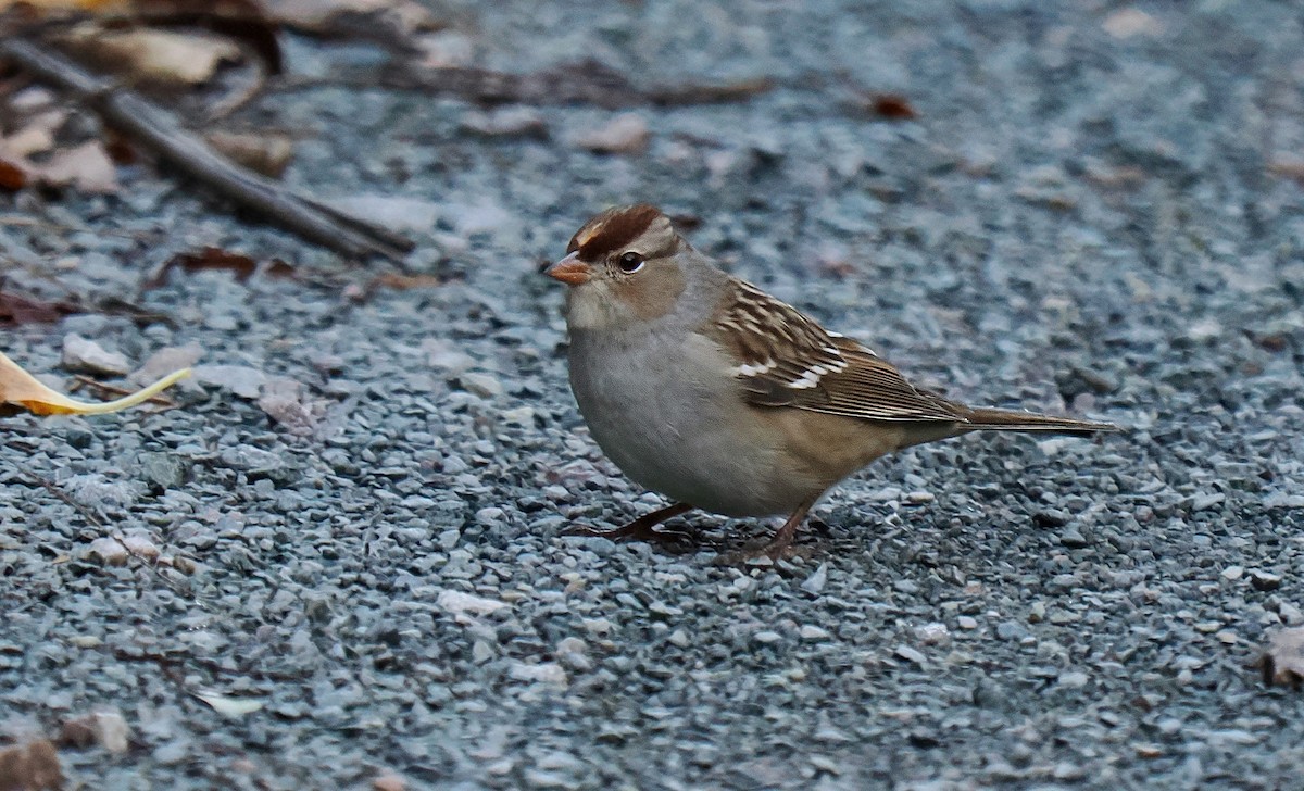 Bruant à couronne blanche - ML643251958
