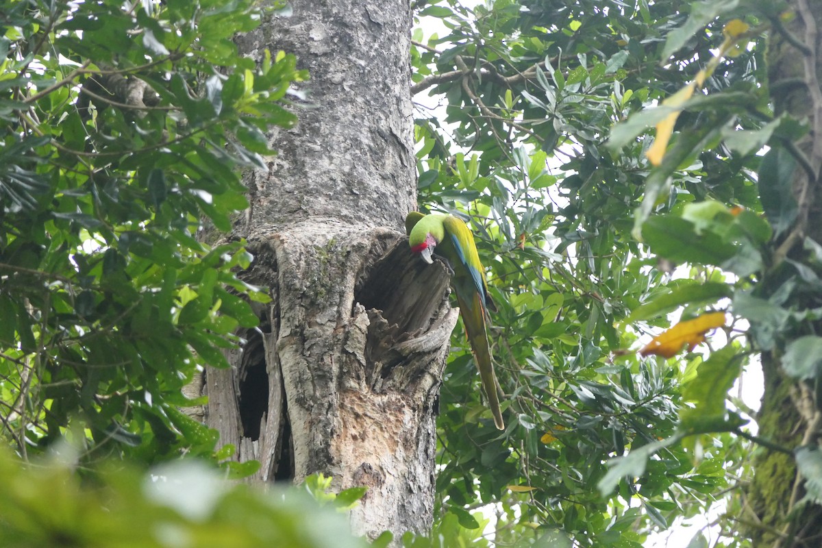 Great Green Macaw - ML643251982