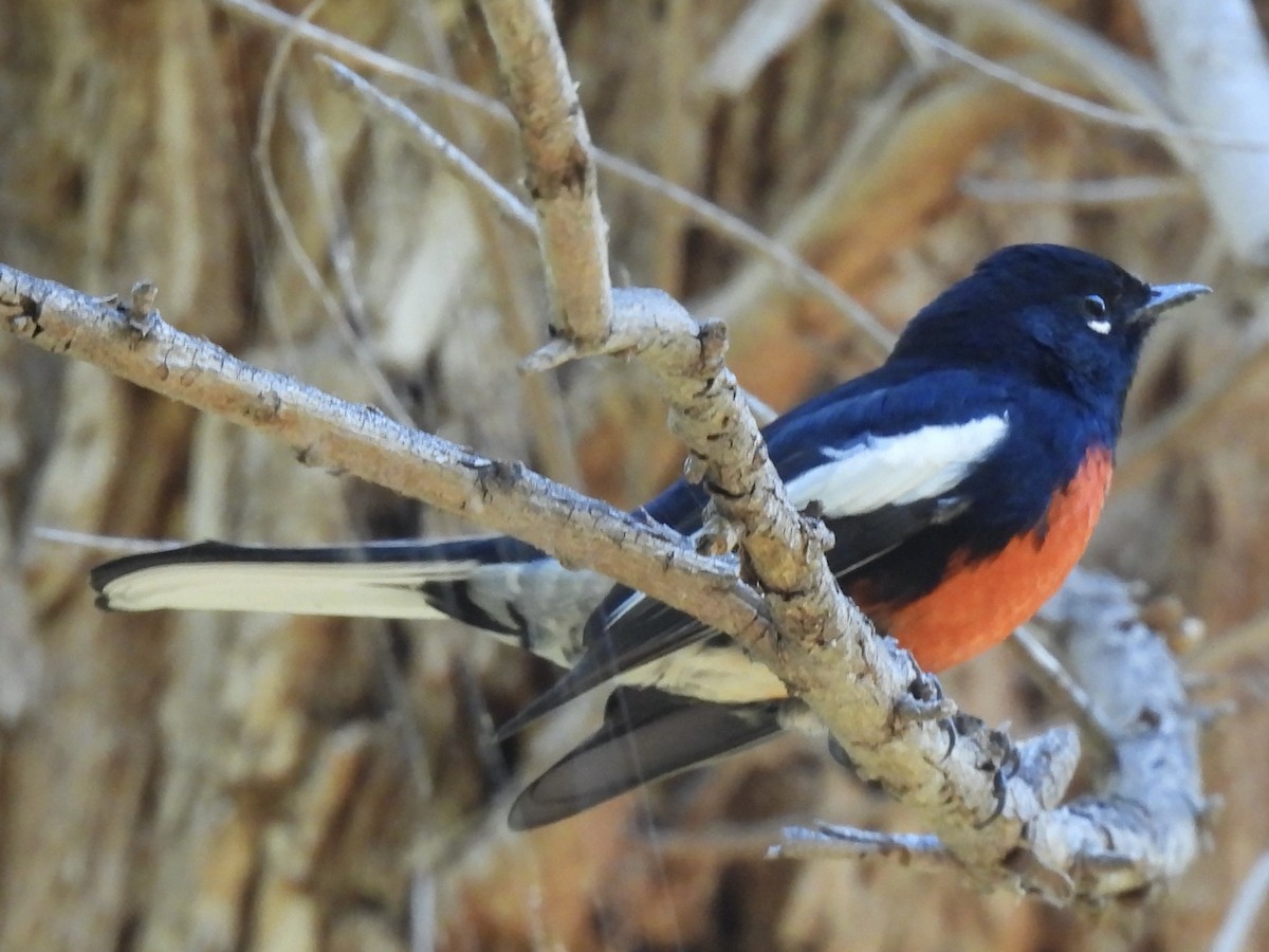 Painted Redstart - ML643251984