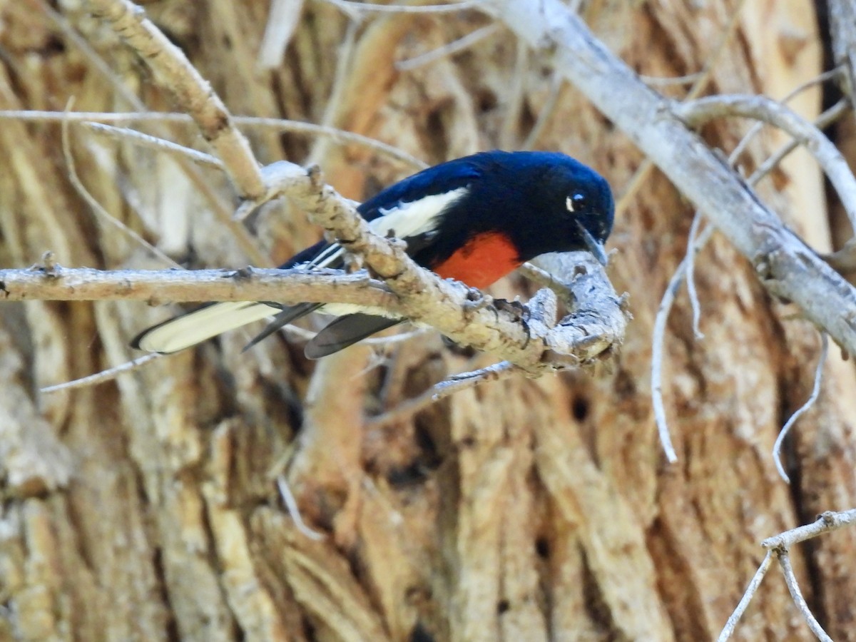 Painted Redstart - ML643251985