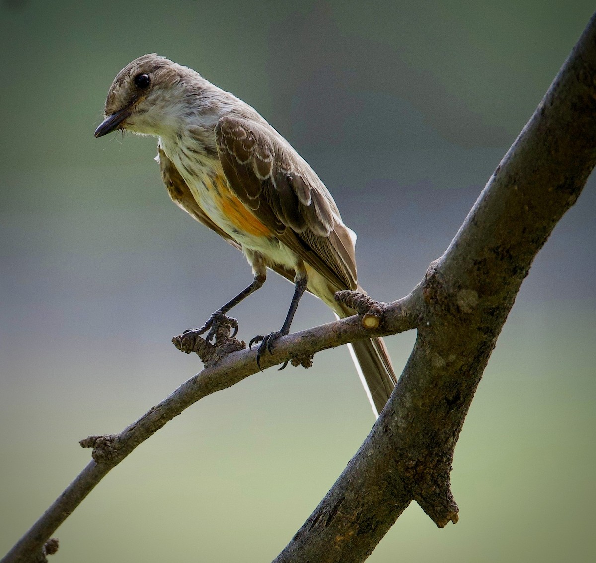 Vermilion Flycatcher - ML643252000