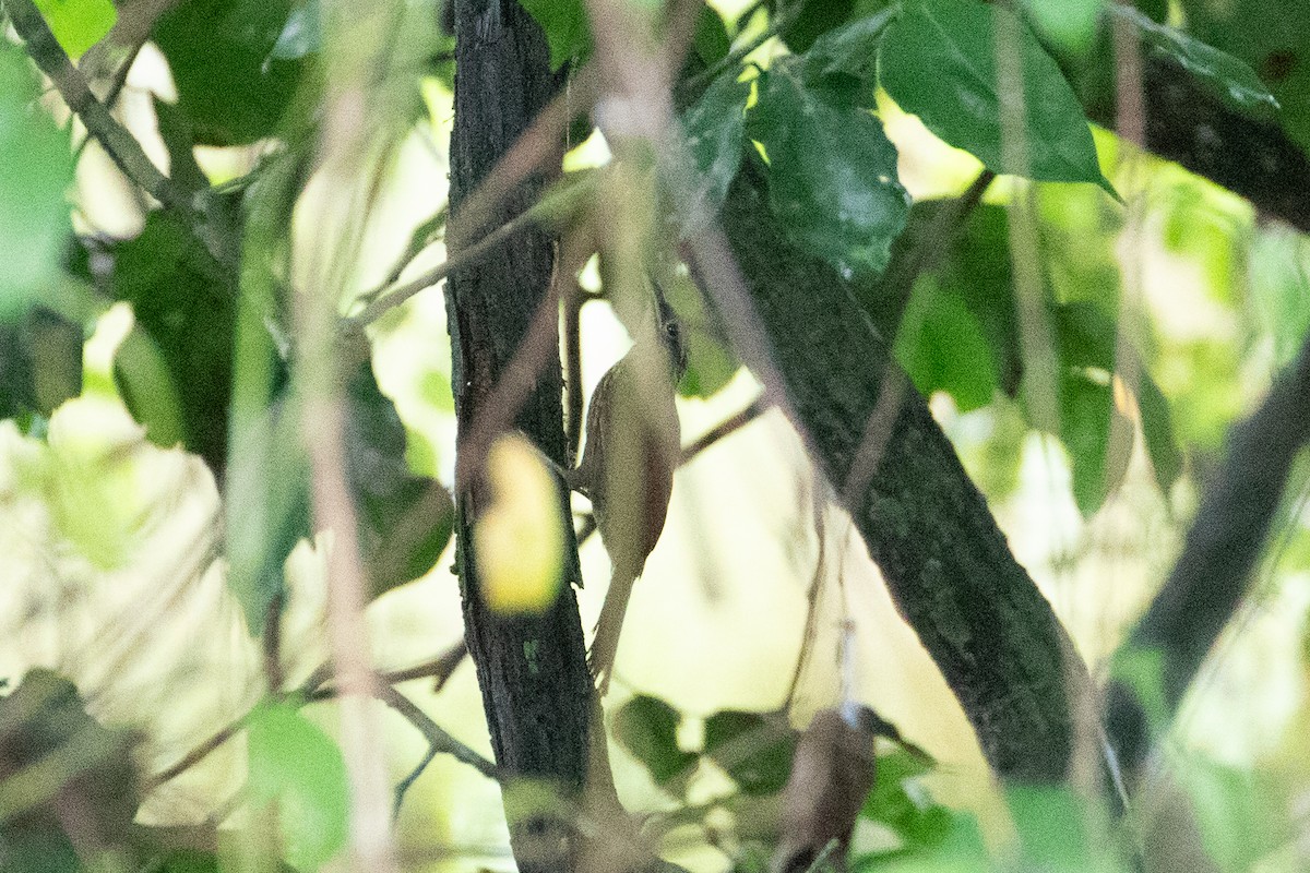 Cocoa Woodcreeper - ML643252001