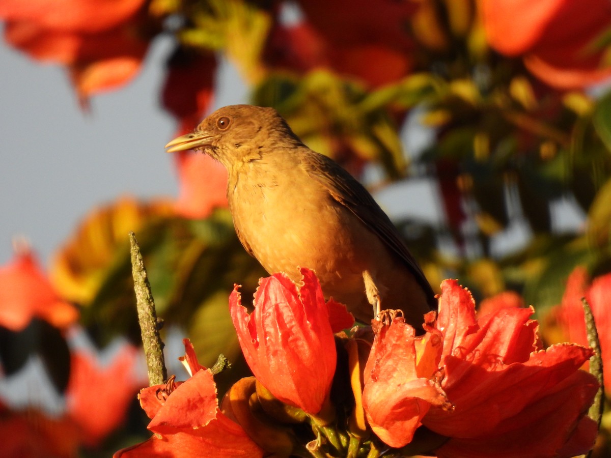 Clay-colored Thrush - María Eugenia Paredes Sánchez