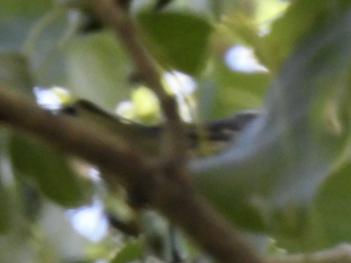new world warbler sp. - ML643252017